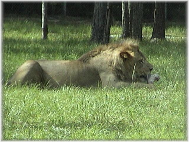 AFRICAN LION 0140